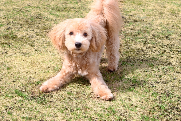 ★繁忙期★愛犬と一緒に泊まろう♪【わくわく素泊まり初体験】